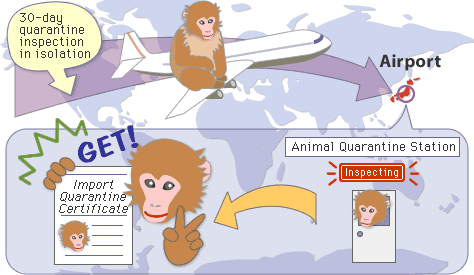 Monkeys entry into Japan