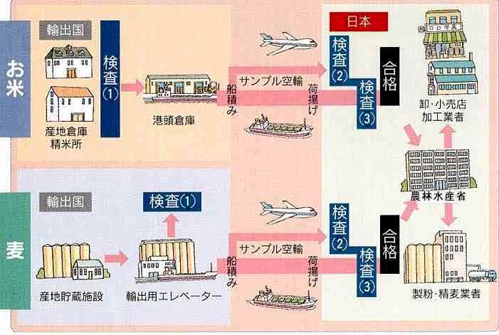 米麦の輸入経路