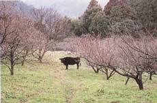 大田市の放牧牛