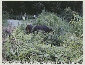 柳井市放牧牛(前)
