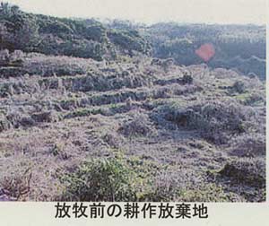 油谷町放牧前