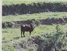 油谷町放牧牛