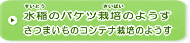 水稲バケツ栽培、さつまいものコンテナ栽培のようす