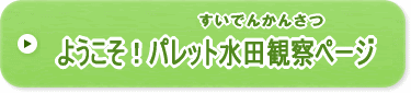 ようこそ！パレット水田観察ページ