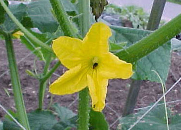 何の花でしょう
