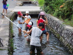 水路での生きもの調査