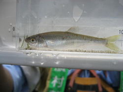 調査でとれたお魚（オイカワ）