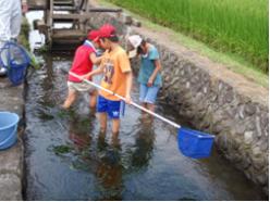 水路での生きもの調査