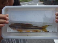調査でとれたお魚（カワムツ）