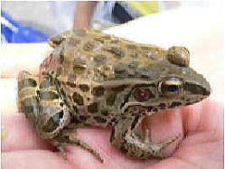 採捕された希少種ナゴヤダルマガエル