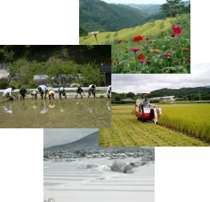 美しい田園・里山