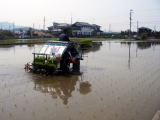 田植え
