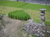 岩上田