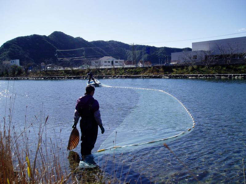 岩松川のしらうお漁