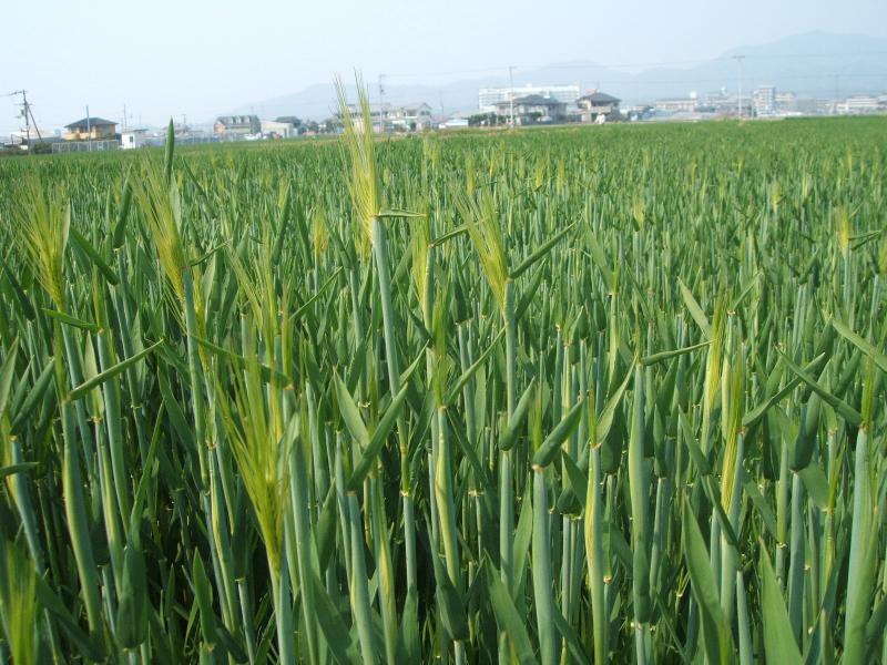 裸麦の出穂始まる
