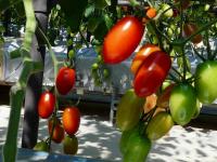 20090617tomato