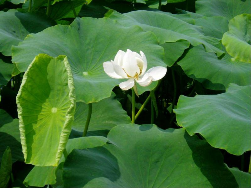 20100701れんこんの花