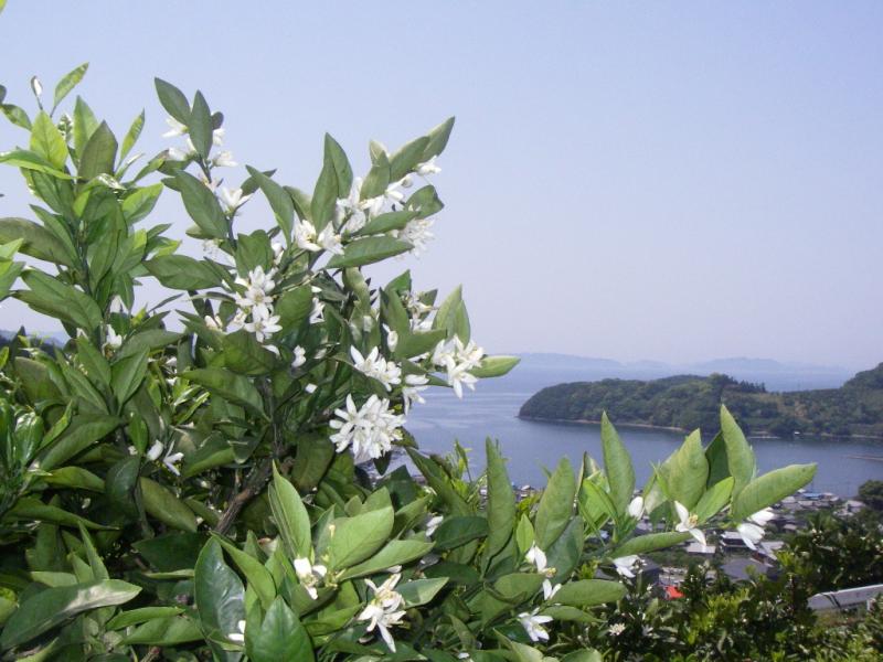 みかんの開花