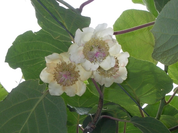 キウイフルーツ花満開