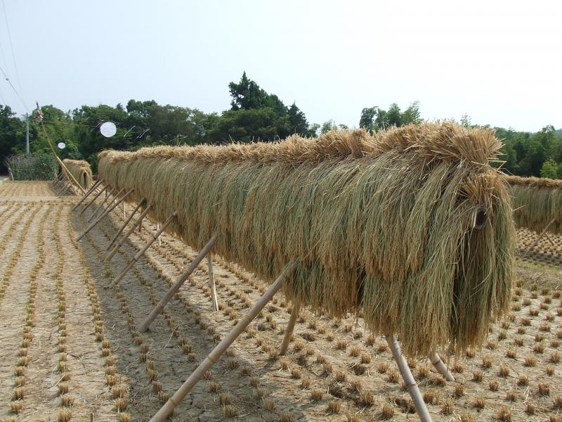 稲架（はざ）