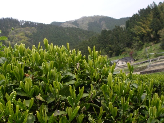 美川茶