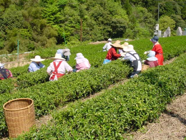 一番茶の摘み取り