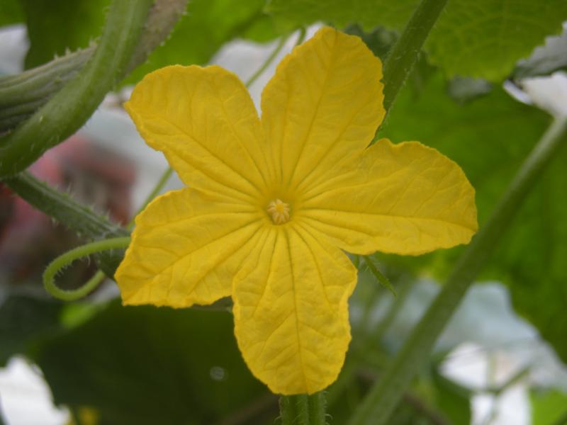 kyuurinohana