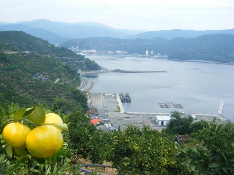 mikanirozuki