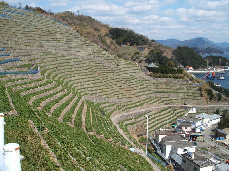宇和島遊子の段々畑