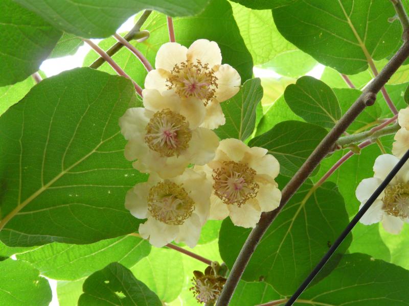 キウイフルーツの花220526