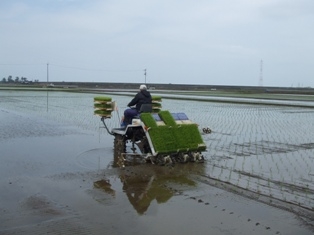 田植え