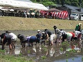 田植え歌に合わせてみんなで田植え