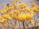みつまたの花