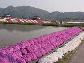 雑草を防ぐため、田ののり面に植え付けたシバザクラが満開（平成20年4月30日 東広島市豊栄町）