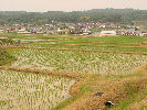 田植え後の田