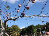 りんごが実る風景