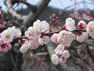 杏の花
