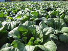 広島の特産野菜広島菜'07.10.31