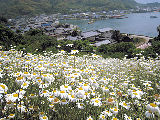 除虫菊の花