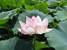 れんこん田に咲く蓮の花　'07.8.20　世羅町