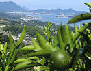 夏のみかんの島　'07.8.10 尾道市瀬戸田町 奥は因島