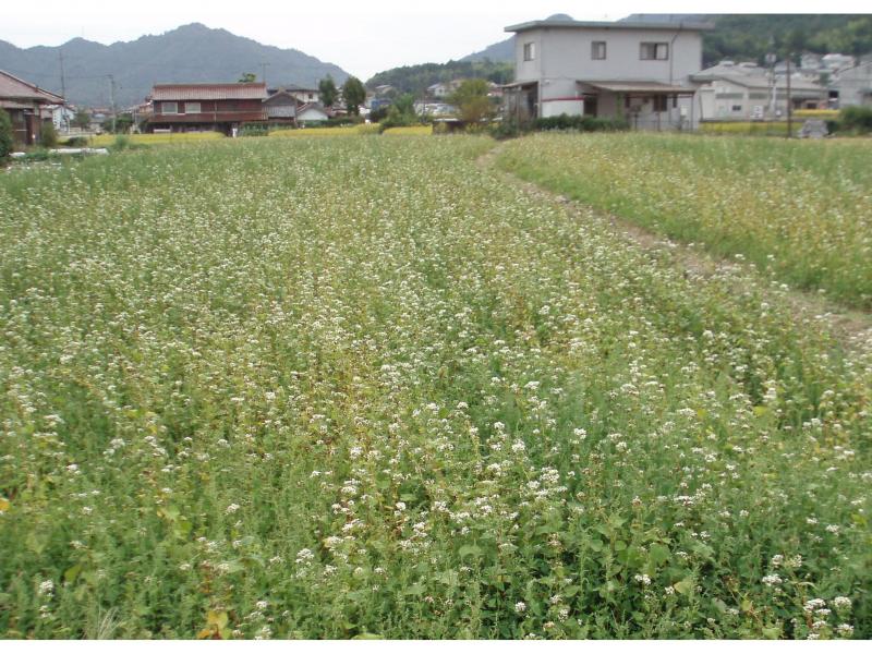 花が咲きほこるそば畑