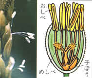 穂が出る・開花