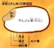 米粒の断面図