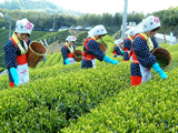 三豊市 一番茶の茶摘作業 平成19年4月19日