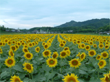 まんのう町 ひまわり 平成19年7月10日