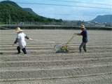 坂出市 金時にんじんの作付作業 平成19年8月9日