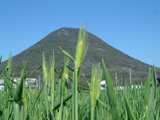丸亀市 はだか麦 平成20年3月21日