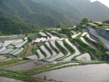 小豆島町 棚田 平成20年5月16日