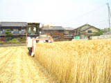 高松市 はだか麦の刈り取り作業 平成20年5月23日